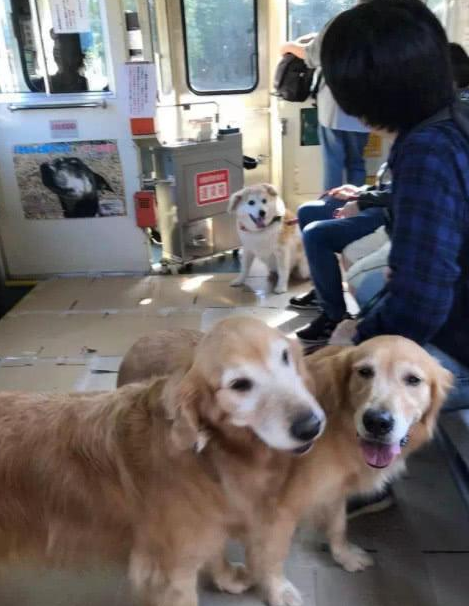 家里小狗也可以搭地铁站,专业为宠物设定的车厢,想进入车内必须掌握下