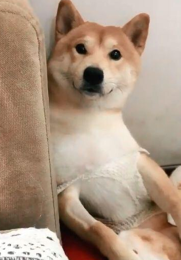 柴犬刚做完绝育手术，每日拿手捂住裆，柴犬：将你的蛋帮我！