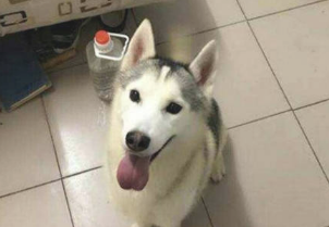 主人公出将二哈放朋友家，二天后收到电話，话刚说完赶忙回到家