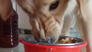 主人给金毛狗狗干了碗肉,善心去给它换部位吃,却被它的反映吓傻了