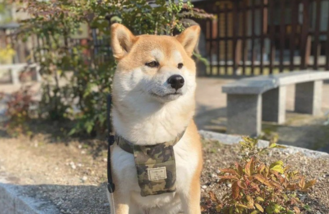 散步完毕竟耍无赖不动，柴犬最终施展汪汪汪软骨功让爸现场愣住！