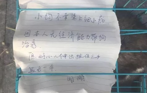 哈士奇得细微被抛弃,救护10天刚开始啃笼子,争口气生存下去 哈士奇得细微被抛弃,救护10天刚开始啃笼子,争口气生存下去