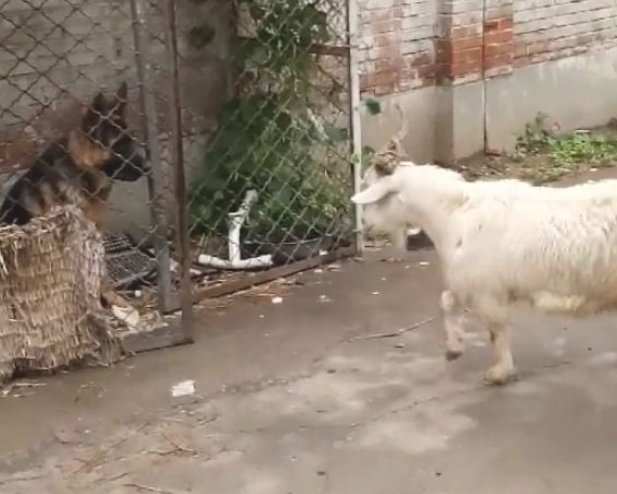 德牧狗狗不是德牧犬吗?现如今却被一只羊吓住 德牧狗狗不是德牧犬吗?现如今却被一只羊吓住