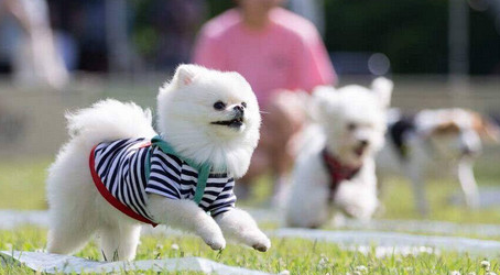 狗狗选美大赛吸引大批市民观众携爱犬来参加