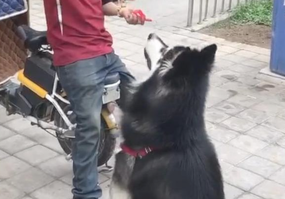 阿拉斯加犬赖上快递小哥,日夜兼程等投喂,铲屎官:究竟到底是谁主人家? 阿拉斯加犬赖上快递小哥,日夜兼程等投喂,铲屎官:究竟到底是谁主人家?