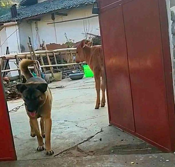 小黄牛想悄悄跑路,狗狗猛的跳起来紧抱它,狗:你是关键资产快回去 小黄牛想悄悄跑路,狗狗猛的跳起来紧抱它,狗:你是关键资产快回去