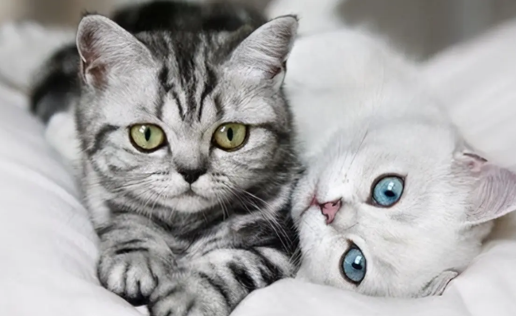 关于毛球症,猫奴们要知道的事~ 关于毛球症,猫奴们要知道的事~