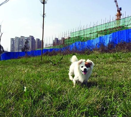 长沙一狗狗在停机坪上乱跑 被工作人员击毙