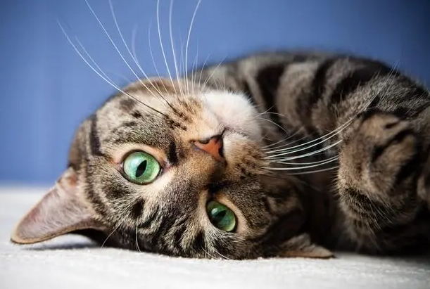 猫传腹从发病到显示症状多久
