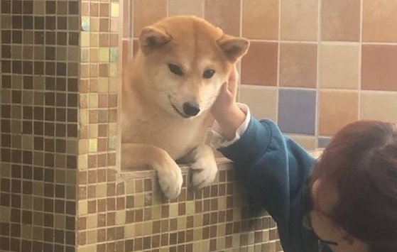 柴犬在冼澡以前,主人还去给它做观念提前准备,狗:乘飞机讹一下主人! 柴犬在冼澡以前,主人还去给它做观念提前准备,狗:乘飞机讹一下主人!