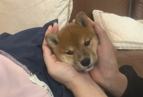 柴犬对主人的态度非常好,当网友脱掉鞋的那一瞬间,它离开 柴犬对主人的态度非常好,当网友脱掉鞋的那一瞬间,它离开