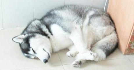 哈士奇,凭着搞笑的表情图、犯二的身体语言,变成了狗界网络红人! 哈士奇,凭着搞笑的表情图、犯二的身体语言,变成了狗界网络红人!