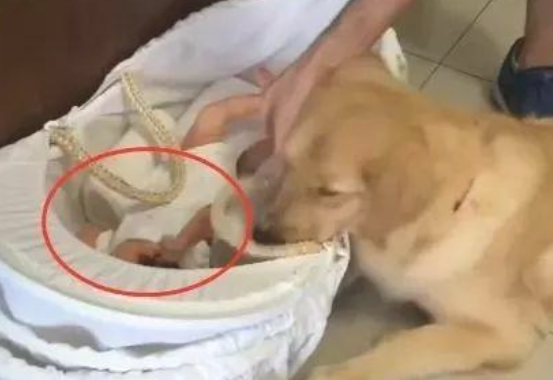 女主人刚生完小宝宝回家了,金毛见到竹篮懵了:出来好几天买的啥? 女主人刚生完小宝宝回家了,金毛见到竹篮懵了:出来好几天买的啥?