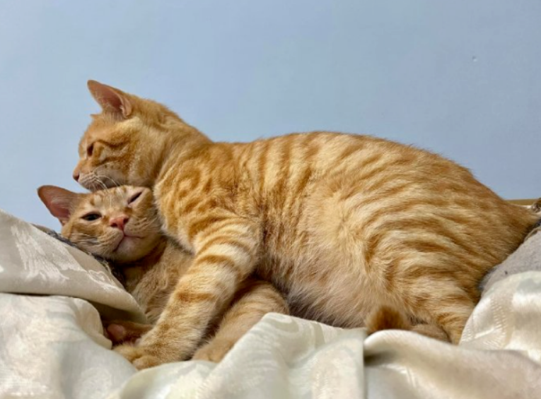 一只小橘猫的成长速度有多快?,到家时巴掌大,而一年后... 一只小橘猫的成长速度有多快?,到家时巴掌大,而一年后...