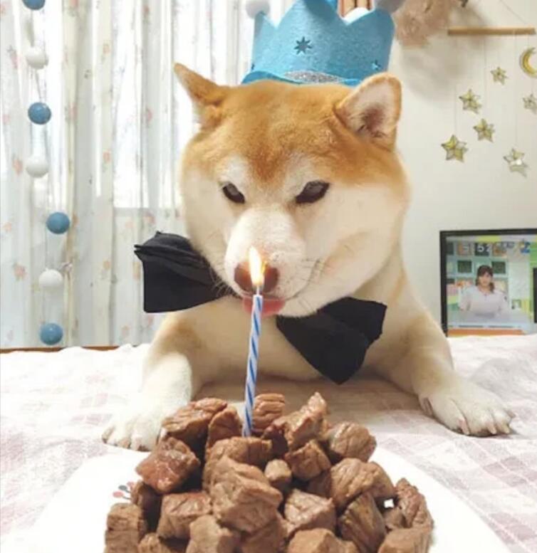 主人给柴犬过生日,它应对一菜盘肉唾液不断的滴:步骤走完后没啊 主人给柴犬过生日,它应对一菜盘肉唾液不断的滴:步骤走完后没啊