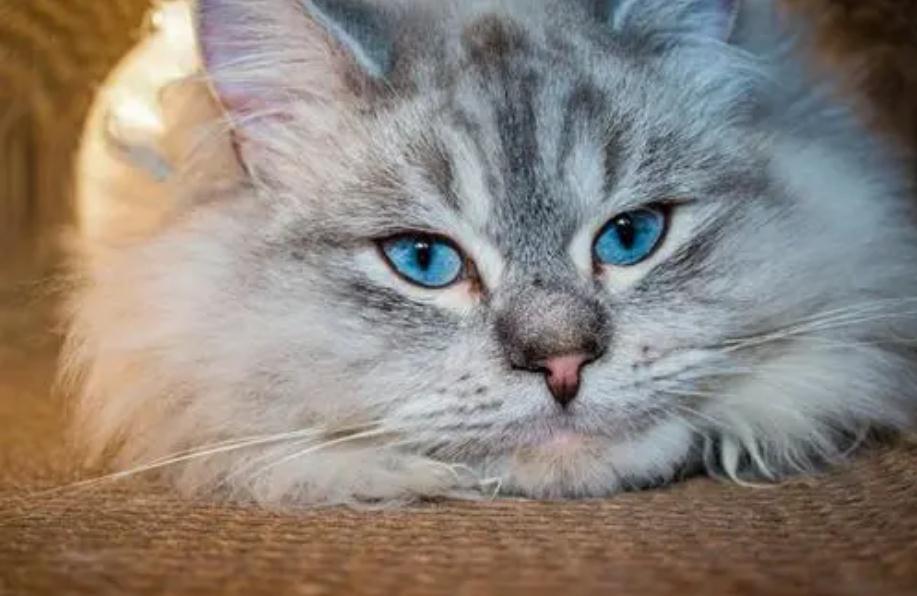 猫咪流口水粘稠透明是为什么 猫咪流口水粘稠透明是为什么