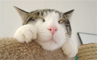 猫的后背一碰就抽一下睡不好觉