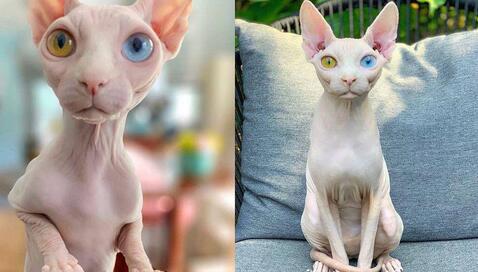 女儿选择了一只斯芬克斯猫之后,她很犹豫 女儿选择了一只斯芬克斯猫之后,她很犹豫