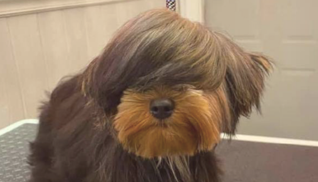 狗狗从一个糟老头子，一瞬间变为美若天仙的靓妹，论发型的必要性！