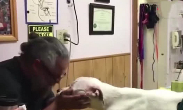 狗狗得病被安宁,临终前竟外露这般小表情,猫奴看过泪水散流 狗狗得病被安宁,临终前竟外露这般小表情,猫奴看过泪水散流