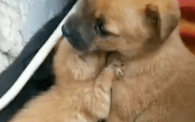 准备把小奶猫和小狗狗分开送养，但看到这一幕后…人们改变了主意！