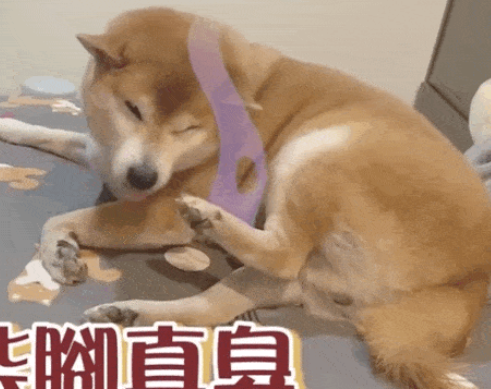 意想不到,狗子也会被自身的臭脚丫臭到...... 意想不到,狗子也会被自身的臭脚丫臭到......