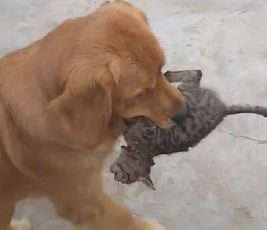 金毛外出溜达,叼着只小奶猫回家,主人表明:你需要对它承担究竟! 金毛外出溜达,叼着只小奶猫回家,主人表明:你需要对它承担究竟!