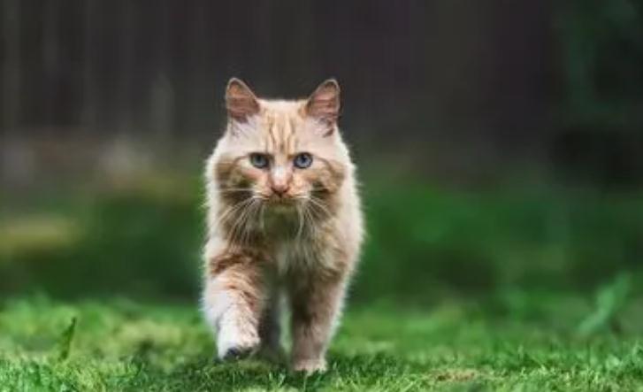 母猫宫缩好几个小时不生该怎么办 母猫宫缩好几个小时不生该怎么办