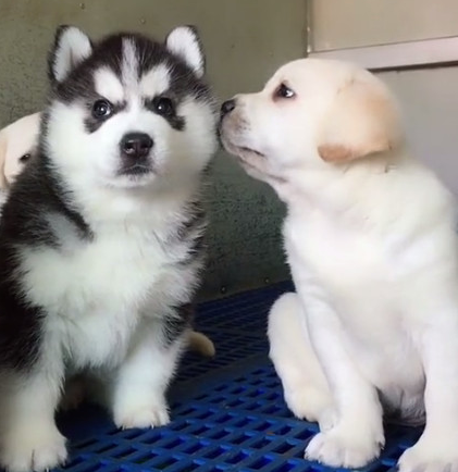 三个月大的金毛偷亲金毛，二哈将头一扭：你口腔异味，别亲我！