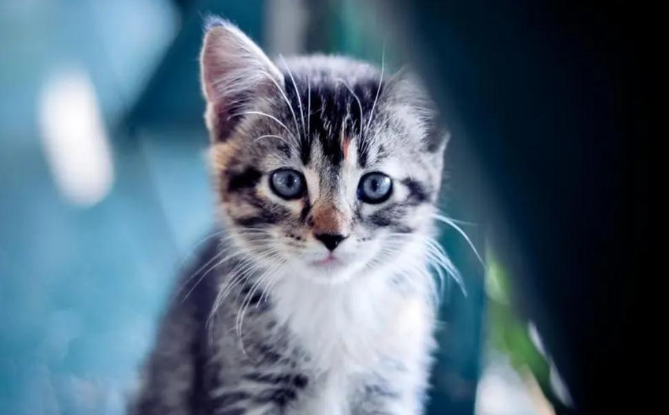 猫咪的胡子可不可以剪掉 猫咪的胡子可不可以剪掉