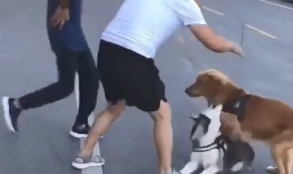 搭话金毛狗狗被暴揍怂货二哈的反映令人笑喷网民：吓得差点儿当场去世