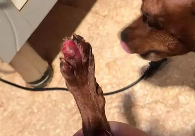 狗狗常常咬自身的脚，盆友随意一句话让主人如梦初醒，后悔莫及直跺脚