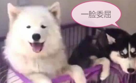 二哈想跟萨摩抢骨骼,萨摩上来便是一巴掌,萨摩:快给我靠右边! 二哈想跟萨摩抢骨骼,萨摩上来便是一巴掌,萨摩:快给我靠右边!