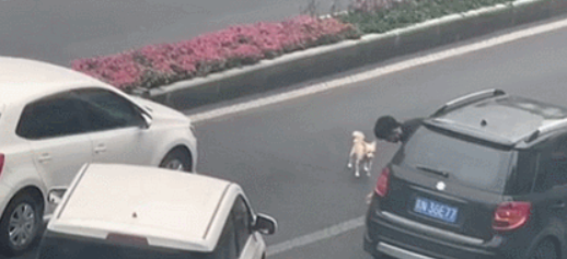 见到同伴被撞伤，狗狗立马冲进车流量…结果棒极了！