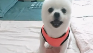 小狗为了更好地从床边下来，瘋狂召唤主人家，见主人家没理发火耍起狠来