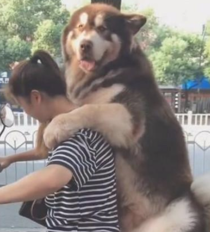 女人骑着电动车带阿拉斯加犬去玩，骑到半路不幸发生了！