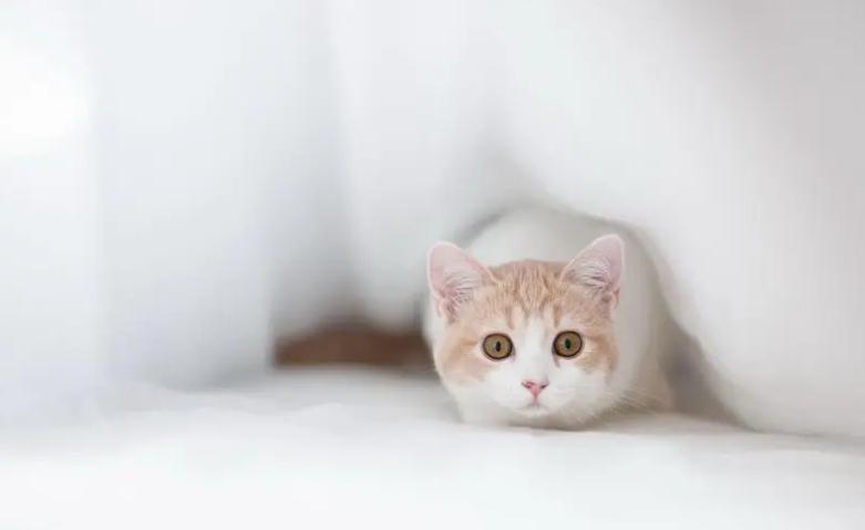 猫咪反复发烧是为什么