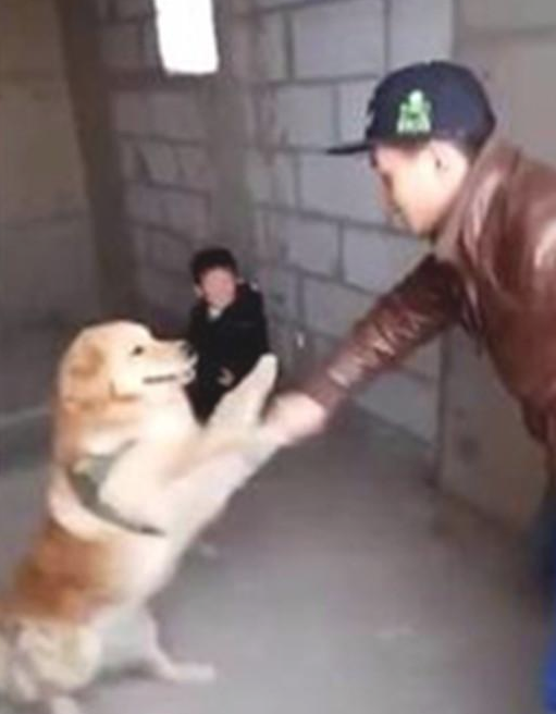 人贩想抱走小主人,金毛这一姿势,比人还强大 人贩想抱走小主人,金毛这一姿势,比人还强大