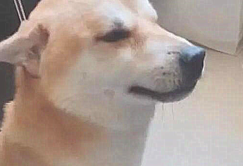 柴犬在家里找麻烦，主人想给它两耳光，谁想起狗子会是如此的反映
