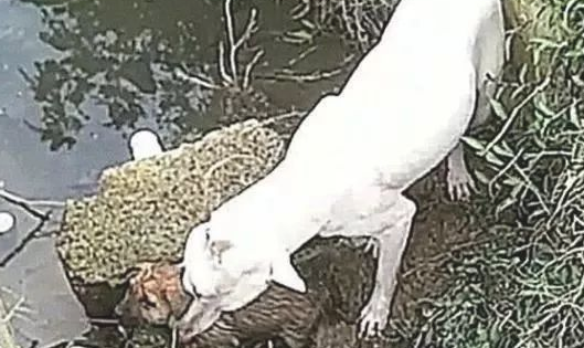 带狗狗去公园散散步，狗狗忽然跳入排水沟里，跟上去一看，快救它