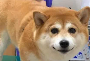 柴犬去医院打针,看起来稳如老狗,回家了后竟做出令人笑出内伤的行为 柴犬去医院打针,看起来稳如老狗,回家了后竟做出令人笑出内伤的行为