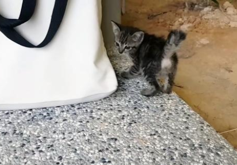 不速之客,流浪猫主动往人类怀里爬,猫:你身上有家的气息 不速之客,流浪猫主动往人类怀里爬,猫:你身上有家的气息