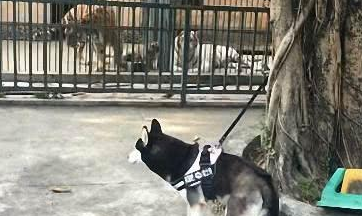 主人带上二哈看老虎狮子,二哈现场吓蒙,二哈:之后从此害怕撕家了