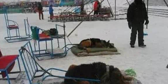 可怜雪橇犬拉客跑一圈只收10块，每天只有几颗馒头和剩下的骨头