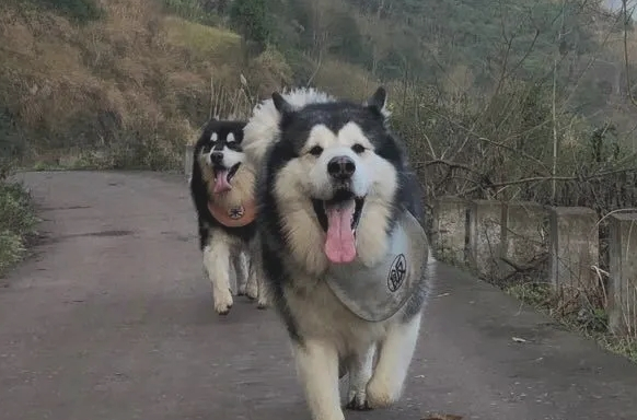 阿拉斯加犬进山玩儿,一天一夜没回家,主人家用三轮车将其拉回 阿拉斯加犬进山玩儿,一天一夜没回家,主人家用三轮车将其拉回