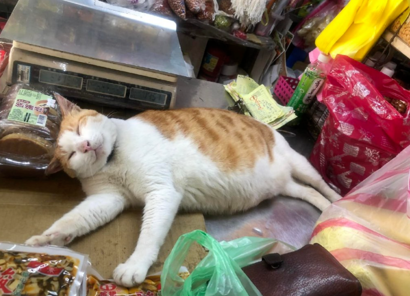 师傅，你是做什么工作的？猫：我专业挖煤的！