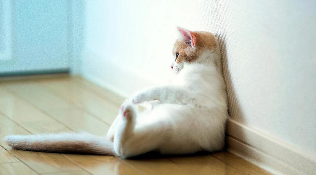 猫咪突然流口水是怎么了