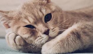 猫咪的蛋蛋是黑色的是正常现象吗 猫咪的蛋蛋是黑色的是正常现象吗