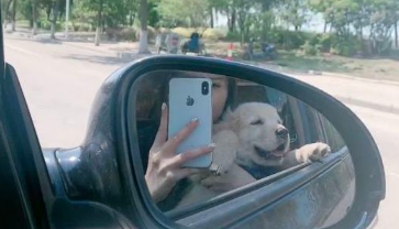 网友亲自给金毛做犬粮吃，它十分喜欢吃，每一次都能吃完