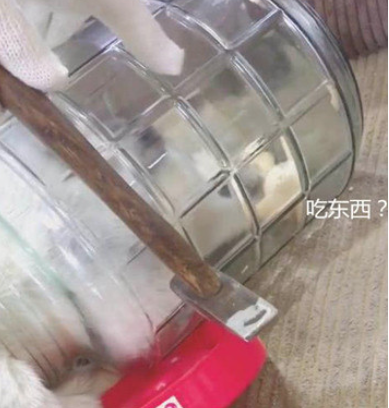 二哈偷食瓶子里的肉，結果偷食不了反被卡